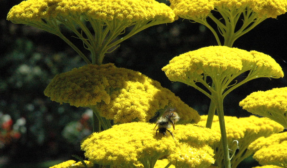 bee yellow